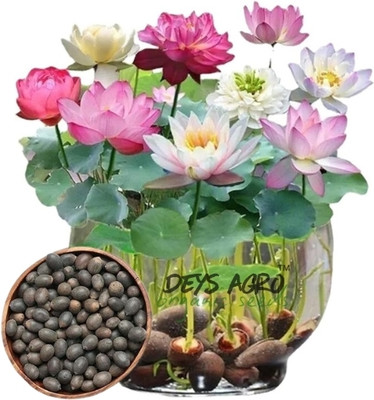 DEYS AGRO ™ Lotus Seeds, Dwarf variant, Night Grooming Lotus seed Seed(25 per packet)