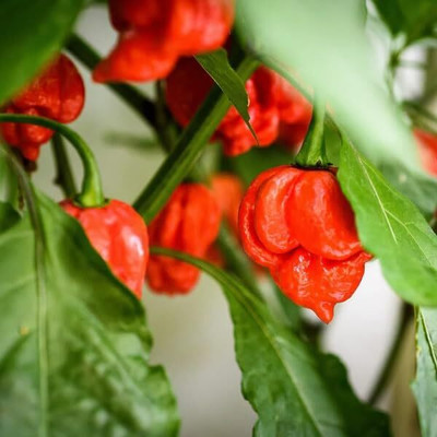 Biosnyg Organic Trinidad Scorpion Red Chilli Seeds For Gardening-(4000 Seeds) Seed(4000 per packet)