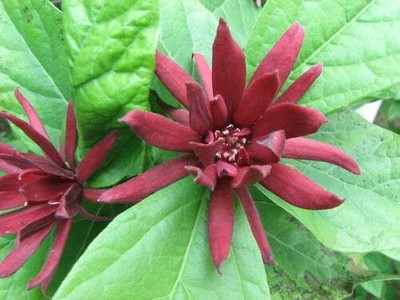 Qualtivate TLX-23 Carolina Allspice,Calycanthus floridus Seed(50 per packet)