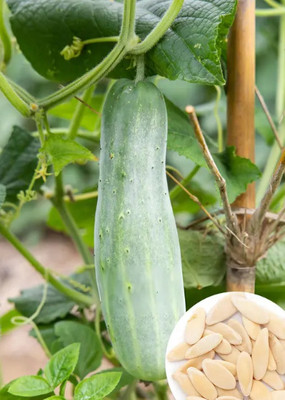 SEMINA VITA cucumber seeds Seed(70 per packet)