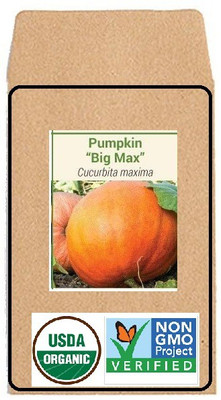 CYBEXIS Hybrid Seeds-Pumpkin Big Max400 Seeds Seed(400 per packet)