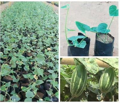 GREENSEA Hybrid Pointed Gourd, Parwal, Potol Seed(37 per packet)