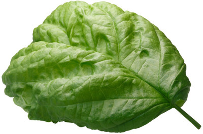 Qualtivate PUAS-2 Basil Napoletano Seed(1000 per packet)