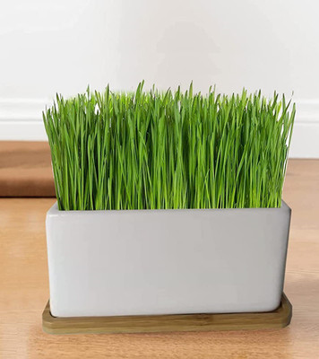 CYBEXIS HUA-99 - Cat Grass Hard Red Winter Wheat - (2500 Seeds) Seed(2500 per packet)