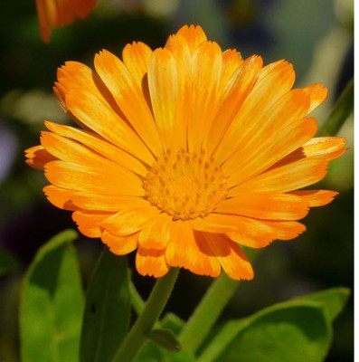 Lorvox Calendula Mixed Color F1 Hybrid Seed(120 per packet)