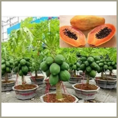 RUDRAAMAA Hybrid Papaya/Papita Seed(50 per packet)