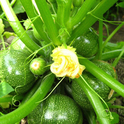 CYBEXIS Green Early ripening Zucchini Seeds400 Seeds Seed(400 per packet)