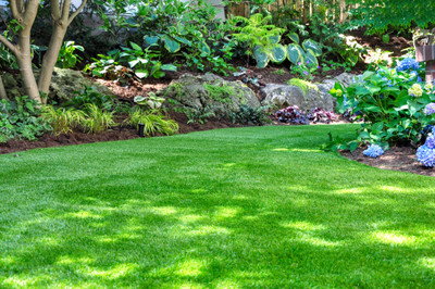 DEYS AGRO ™ lawn grass seeds,for home garden grass seeds Seed(4600 per packet)