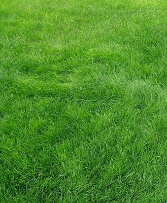 Mozette Exotic lawngrass Seed(22 per packet)