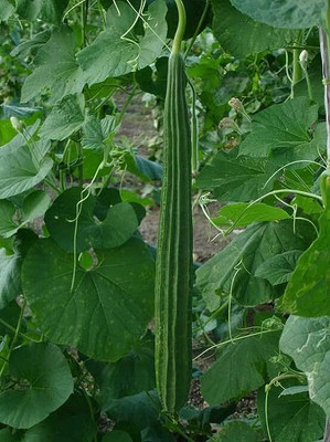 Aywal Ridge gourd (courge torchon) Seed(100 per packet)
