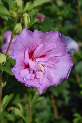 CYBEXIS Hibiscus, Lavender Chiffon100 Seeds Seed(100 per packet)