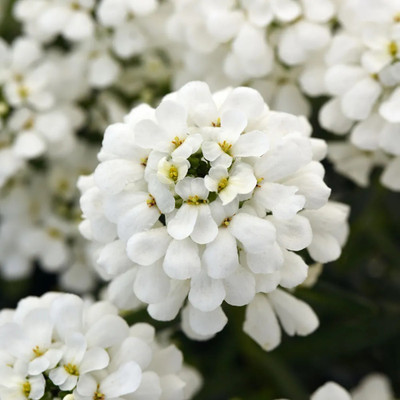 CEZIUS Iberis Snowsation Candytuft Seed(60 per packet)