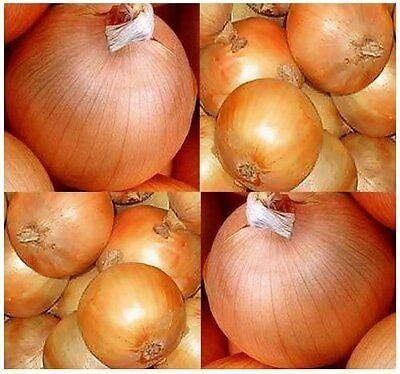 KNESSiN High Yield Golden Onion Seeds For Planting-(300 Seeds) Seed(300 per packet)