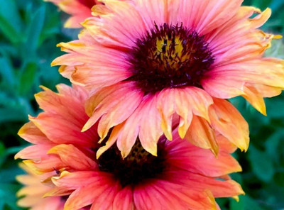 SEEDSSIDE Firewheel Flower Indian Blankets Seed(20 per packet)