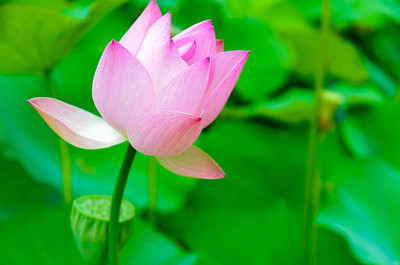 Haritadhara Lotus Seed(10 per packet)