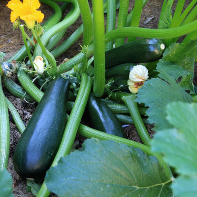KNESSiN Non Gmo Hybrid Black Beauty Zucchini Seeds For Kitchen Gardening - (100 Seeds) Seed(10 per packet)
