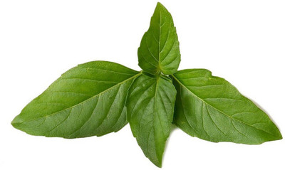 WILLVINE VVI-10 Marseille basil seeds Seed(1000 per packet)
