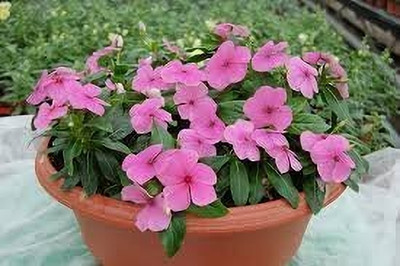 CRGO VINCA , SADABAHAR Seed(20 per packet)