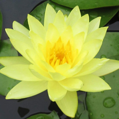 CYBEXIS ATS-33 - Water Lily/Lotus - (270 Seeds) Seed(270 per packet)