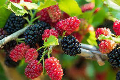 Oliver MULBERRY (shshatoot) fruit seeds Seed(85 per packet)