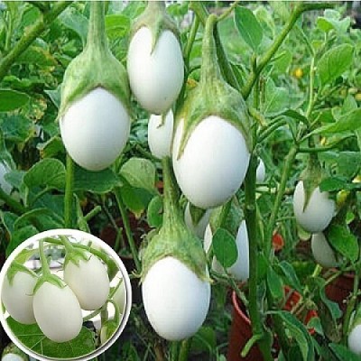 MSG White Brinjal, Safed Baingan, Sada Begun Seed(362 per packet)