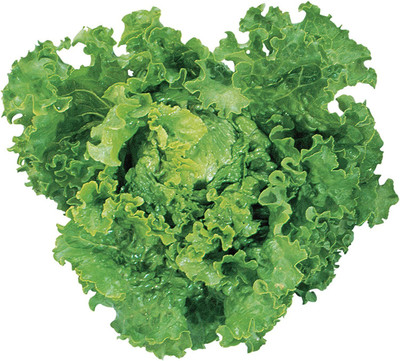 CYBEXIS LXI-90 - Green Ice Lettuce - (1350 Seeds) Seed(1350 per packet)