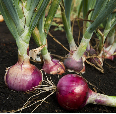 WATIKA Red Onion Organic Seed(200 per packet)