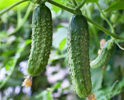SEMINA VITA cucumber seeds f1 hybrid Seed(85 per packet)