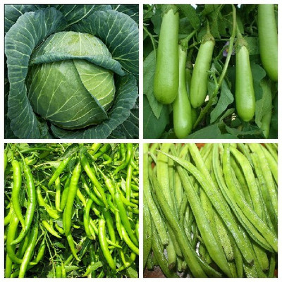 R-DRoz Brinjal Green Long, Chilly Green, cabbage & Cluster Beans Gawar Seed(4 per packet)