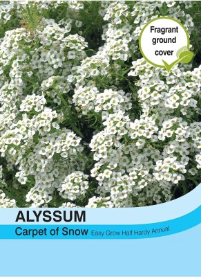 CYBEXIS Flowers - Alyssum Carpet of Snow Seed(1 g)