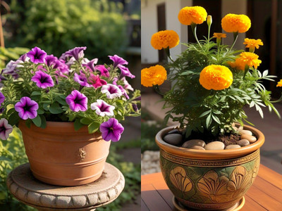 Earth Hopper Marigold African & Petunia Mix Flower Seeds Combo Pack. Hybrid Seed(50 per packet)