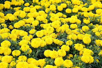 TRH marigold/gende ka phool flower seeds Seed(50 per packet)