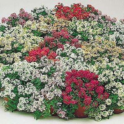 ACCELCROP Alyssum Red Flower Seed(40 per packet)