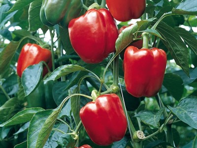 VibeX Vegetable Capsicum Red(लाल शिमला मिर्च लाल) Gardening Winter (250 Seeds) Seed(250 per packet)