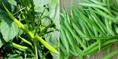 XOLDA Cluster beans vegetable Seed(33 per packet)