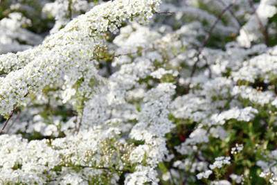 Bahan gypsophila flower Seed(50 per packet)