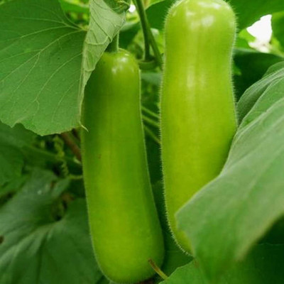 KNESSiN Bottle Gourd Seed(30 per packet)
