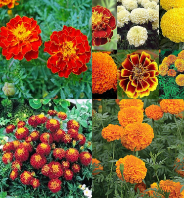ibains Marigold flower seeds hybrid pack of 45 Seed(90 per packet)