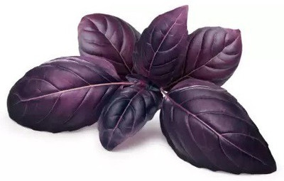 VibeX ® XXL-15 Osmin Purple Basil Seeds Seed(1000 per packet)