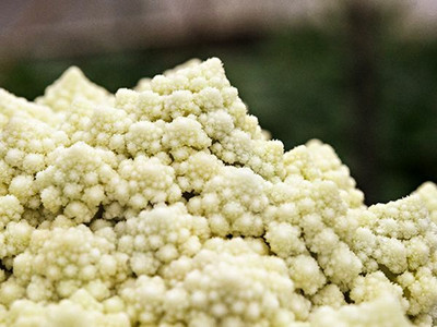 CYBEXIS Jesi Cauliflower Variety2000 Seeds Seed(2000 per packet)