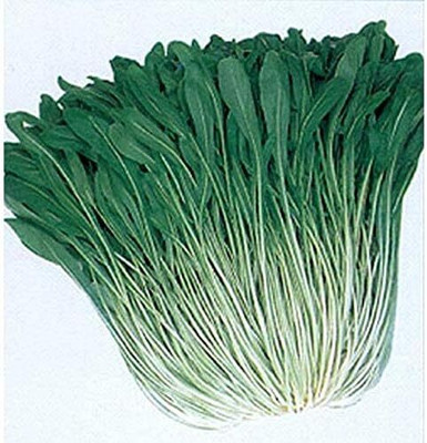WILLVINE HUA -III Mibuna Cabbage - Delicious Japanese Cabbage [50g] Seed(15000 per packet)