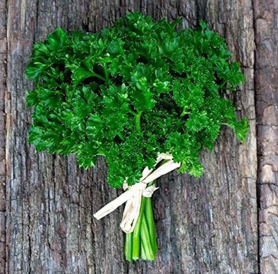 CYBEXIS LX-64 - Triple Curled Parsley - (750 Seeds) Seed(750 per packet)