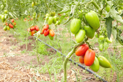 YUGANTAR tomato Seed(130 per packet)