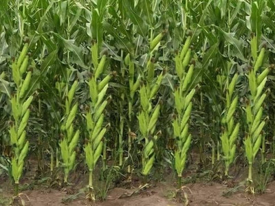 HYBRID 250g corn seeds Highest yield variety long bhutta Seed(1 per packet)