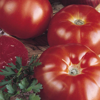 CYBEXIS Large Ribbed Tomatoes Seeds500 Seeds Seed(500 per packet)