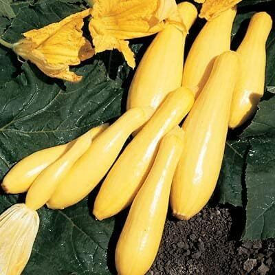 Qualtivate HYB-1A Yellow Summer Squash Superpik F2 Seed(30 per packet)