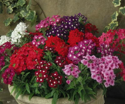 Aywal Hybrid Vinca Mixed Flower Seed(10 per packet)