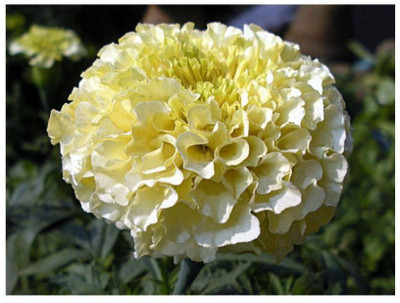 Qualtivate LX-736 F-2 Marigold Vanilla White Seed(500 per packet)