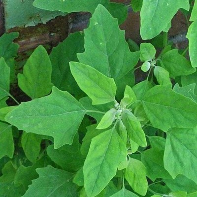 Quentova Bathua Saag Vegetable-PALLAV Seed(200 per packet)