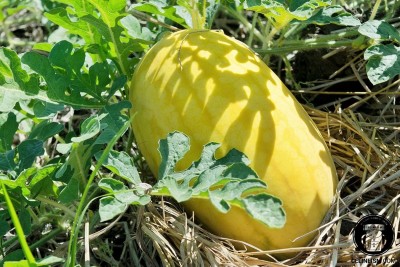 Qualtivate ICRA-4A Hybrid yellow watermelon F4 Seed(100 per packet)